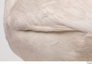Mute swan back wing 0001.jpg